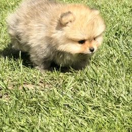 Pomeranian Puppies from Bear face Pomeranian