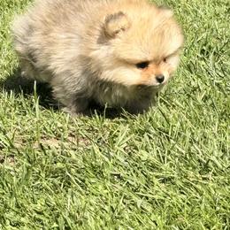 Pomeranian Puppies from Bear face Pomeranian