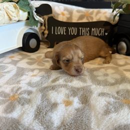 Sage - Chocolate and cream female Dachshund puppy in Morristown, Tennessee from Hillside Hounds