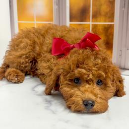Puff (Red Collar Female) - Red  female Goldendoodle puppy in Santa Clara, Utah from Desert Dawn Doodles