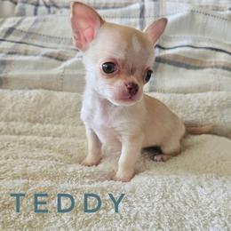 Teddy - Fawn male Chihuahua puppy in Joliet, Illinois from Chihuahua and frenchie favs
