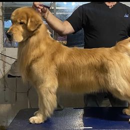 German Shepherd and Golden Retriever Puppies from Vom Bethel