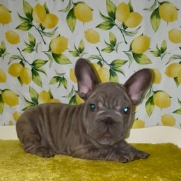 King - Blue male French Bulldog puppy in New Braunfels, Texas from Grand Star Bulldogs