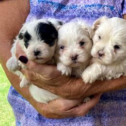 Whitney - White female Poodle puppy in Milton Freewater, Oregon from Doodlesrfun