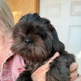 Sissy in - Brindle female Shih Tzu puppy in Victorville, California from Precioustzus