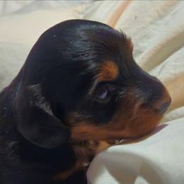 Uno - Black and tan male Dachshund puppy in Fritch, Texas from The Weenie Farm