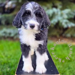 Navy collar - Black and white male Bernedoodle puppy in Ashton, Idaho from Kerr Kanine Ranch