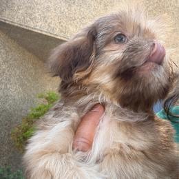 Delilah - Liver and white female Shih Tzu puppy in Bakersfield, California from Little pumpkin Shih Tzu’s