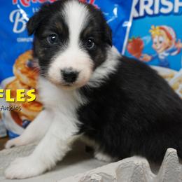 Waffles - Black tri-color male Australian Shepherd puppy in Burbank, South Dakota from Dakota Rose Aussies