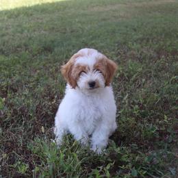 Hercules - Parti male Poodle puppy in Loretto, Tennessee from K Kountry Farm