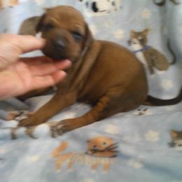 Ginger - Rd whtn blk nose male Rhodesian Ridgeback puppy in Carney, Oklahoma from River Run Parson Russell terriers & River Run Ridgebacks