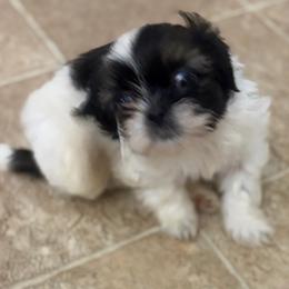 Boy 3 - Black gold and white male Shih Tzu puppy in Kingsland, Georgia from Shih-Tzu Puppy Dynasty
