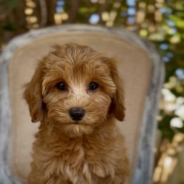 Stevie - Red female Cavapoo puppy in Arlington, Texas from Van Haselen Poodles and Doodles