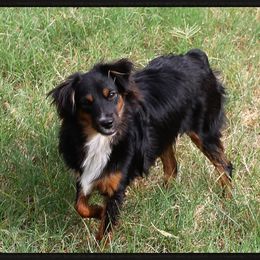 Cinch - Toy Australian Shepherd