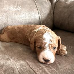 Hulk-Green - Red  male Goldendoodle puppy in Asheboro, North Carolina from Southern Bred Pups
