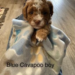 Boy 1 - Red male Cavapoo puppy in Cottondale, Florida from Pat’s precious puppies