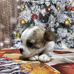 Turkey - Fawn brindled black male Chihuahua puppy in Palmyra, Indiana from Country Star Chihuahuas