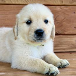 Minnie - Light golden female Golden Retriever puppy in Doniphan, Missouri from Stockford’s Golden Retrievers