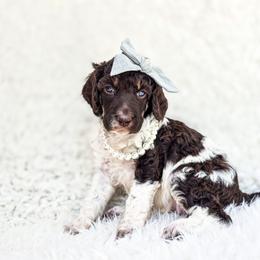 Sierra - Parti female Poodle puppy in Gaylord, Michigan from Dog Mom Co. Poodles