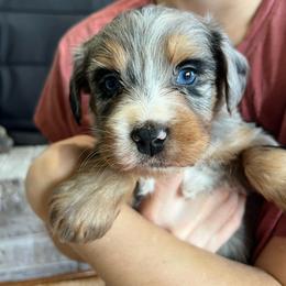 Sophie - Blue merle female Aussiedoodle puppy in Omro, Wisconsin from Crystal Ridge Doodles