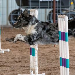 Australian Shepherds from Limitless Australian Shepherds