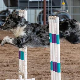 Australian Shepherds from Limitless Australian Shepherds