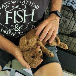 Poodle Puppies from Elite Standard Poodle