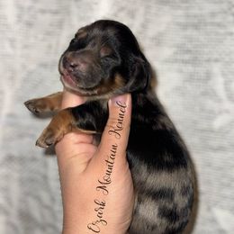 Lucky - Dapple male Dachshund puppy in Conway, Missouri from Ozark Mountain Kennel