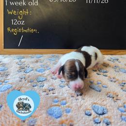 Batty Koda - Brindle male Dachshund puppy in Hoquiam, Washington from Heyd's Mini Dachshunds