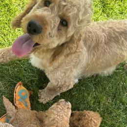 Connie - Goldendoodle