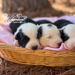 Laci - Black and white female Border Collie puppy in Nashville, Arkansas from Whisenhunt Farms