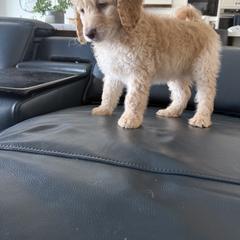 Double Doodle Puppies from Royal Litter