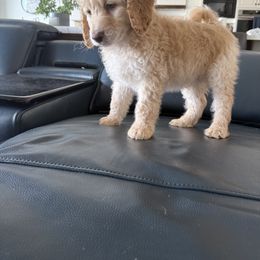 Double Doodle Puppies from Royal Litter