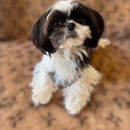 AKC Domino - Black and white male Shih Tzu puppy in Los Angeles, California from LUXURY PAWS