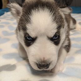 Siberian Husky Puppies from Tranton Kennels
