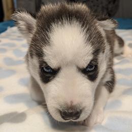 Siberian Husky Puppies from Tranton Kennels