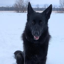 German Shepherd All Grown Up from Von Nikolaos German Shepherds