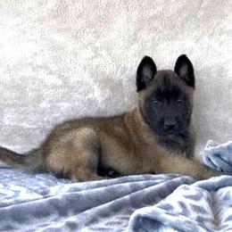 Orange-Shown at 5.5 weeks old - Fawn male Belgian Malinois puppy in Golden Valley, Arizona from Desert Wind Kennels