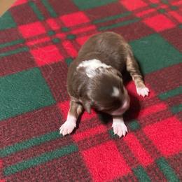 Red tri - Red tri-color male Australian Shepherd puppy in Saratoga Springs, New York from Rock Springs Australian Shepherds