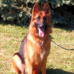 Nahla - German Shepherd