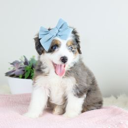 Aussiedoodle Puppies from Crystal Ridge Doodles