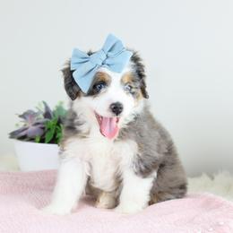 Aussiedoodle Puppies from Crystal Ridge Doodles