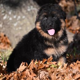 German Shepherd Puppies from German Shepherd Puppies
