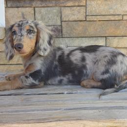 Fidget - Chocolate and tan male Dachshund puppy in West Plains, Missouri from Spring Creek Dachshunds