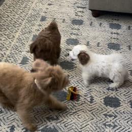 Maltipoo Puppies from Ollie-Pop Paws Breeding
