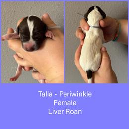 Talia - Liver roan female German Shorthaired Pointer puppy in Marshfield, Missouri from Pebblebrook German Shorthaired Pointers