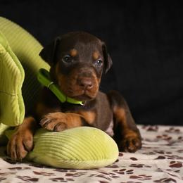 Gunner - Red and rust male Doberman Pinscher puppy in Overton, Texas from Obsidian Kennel