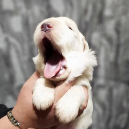 Boy 1 - White male Great Pyrenees puppy in Tombstone, Arizona from WeVolution Off-Grid
