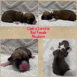 Red female - Red female Pembroke Welsh Corgi puppy in Stephenville, Texas from Rising JM Pembrokes