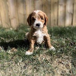 Stan - Parti male Goldendoodle puppy in Casper, Wyoming from 307 Doodles
